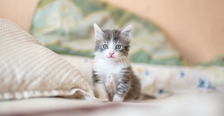 The blurred kitten image sigma 0.5