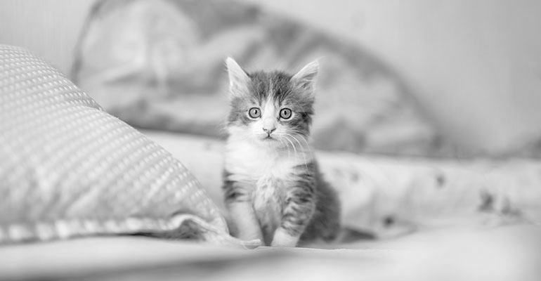 The grayscale kitten image