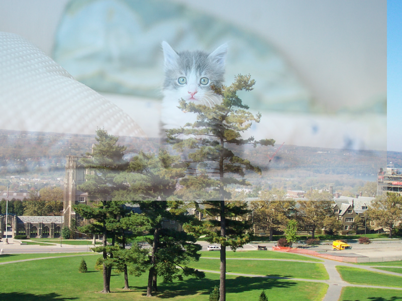 The kitten and trees images blended - alpha factor 0.5