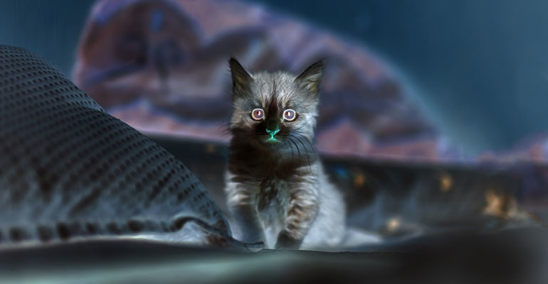 Inverted kitten image