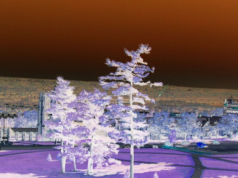 Inverted trees image