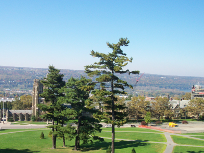 The zoomed out trees image