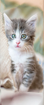 The seam carved kitten image by 0.2 0.9