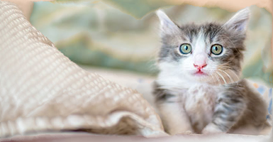 The seam carved kitten image by 0.5 0.5