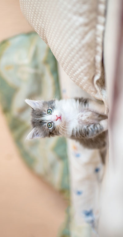 The transposed kitten image